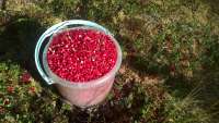 Житель Хакасии может получить срок за кражу... ведра ягоды