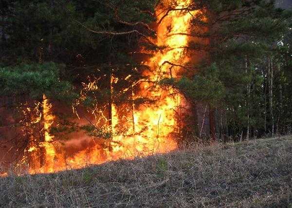 В Ермаковском районе полыхает лесной пожар