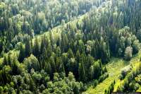 На леса Красноярского края потратят более 3 млрд рублей