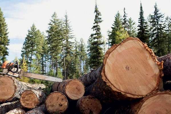 Нелегальный лесоруб из Курагино нарубил ущерба на 13 млн рублей