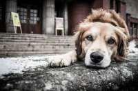 Роспотребнадзор: заболевания, передающиеся от собак, смертельны