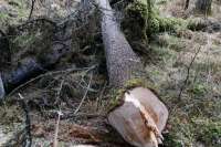 В Саяно-Шушенском лесничестве бизнесмен незаконно заготовил леса на 2 миллиона рублей