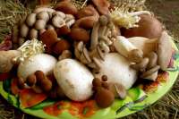 Минусинский район приглашает на грибной фестиваль