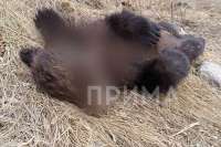В черте Красноярска нашли мертвых медвежат