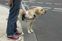 В Хакасии шесть человек с нарушениями зрения получили собак-поводырей