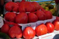 Минусинцы узнают секреты выращивания гигантских помидоров