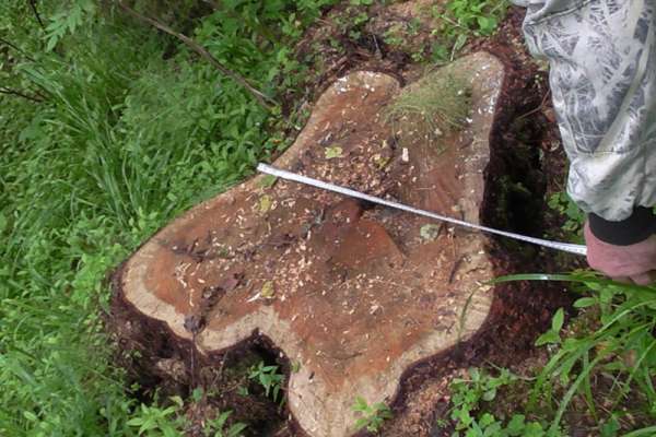 Житель Минусинского района незаконно рубил лес в Курагинской тайге