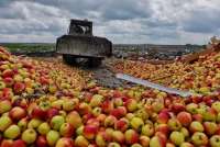 В Красноярском крае уничтожено более тонны фруктов