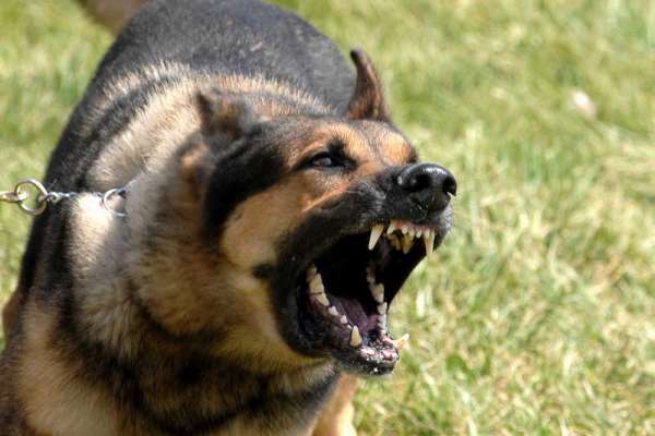 С начала года в Минусинске зарегистрировано три случая собачьего бешенства