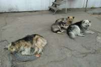 В Хакасии чиновников наказали за игнорирование проблемы бездомных собак