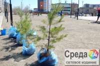 За майские выходные в Минусинске прибавилось 300 деревьев