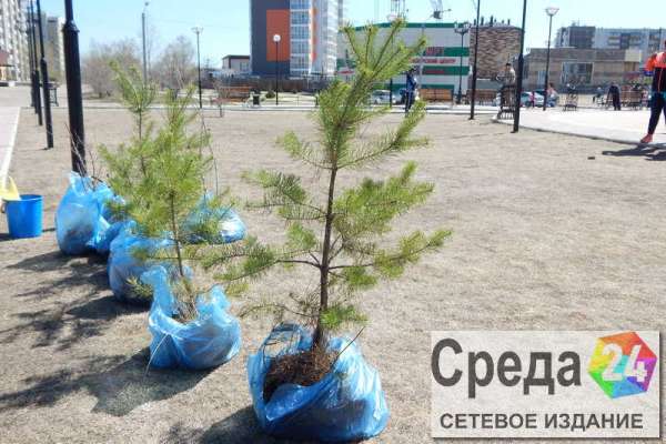 За майские выходные в Минусинске прибавилось 300 деревьев