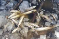 На озере в Шарыповском районе зафиксирована массовая гибель рыбы
