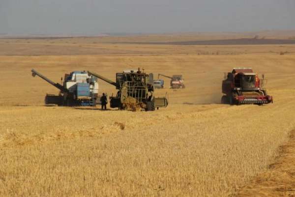 В Курагинском районе спешат убрать урожай до дождей