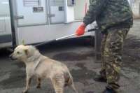 Оскандалившийся в Хакасии отловщик собак перебрался в Минусинск