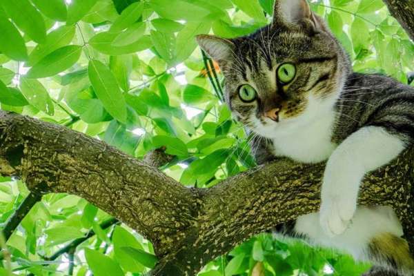 В Минусинске напуганная кошка сидела на дереве два дня