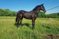 Абаканец купил за полмиллиона рублей виртуального коня