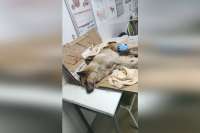 Житель Красноярского края выстрелил в собаку, избил трубой и выбросил в мусорный бак