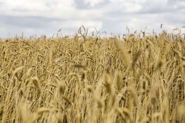 В Минусинском районе посеяли непроверенное зерно