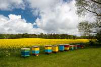 Красноярский агрохолдинг оплатил пасечнику покупку новых пчел