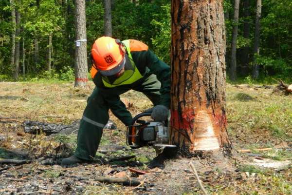 В Курагинском районе вальщика леса осудят за гибель коллеги