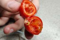 В Красноярске ввезённые из Китая помидоры обработали от южноамериканской моли