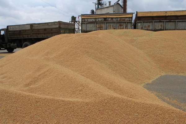 В Курагинском районе забраковали 5,5 тыс. тонн пшеницы