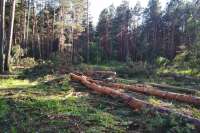 В Курагинском районе своровали лес на 16 млн рублей