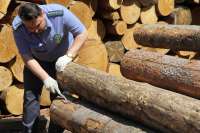 В Красноярском крае растет вывоз деловой древесины
