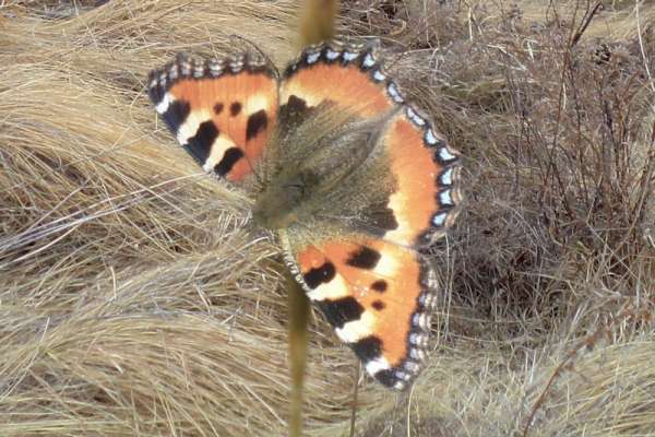 В Саяно-Шушенском заповеднике появились бабочки