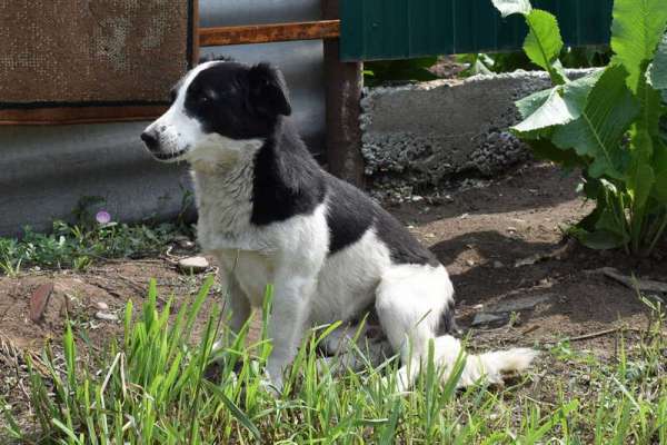 Преданный пес спас малыша из Минусинска