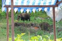 В окрестностях Красноярска медведи донимают дачников