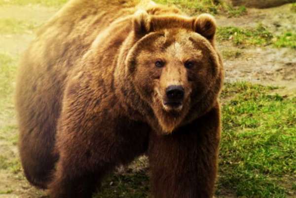 Жителей Хакасии предупредили о возможной активности медведей вблизи населённых пунктов