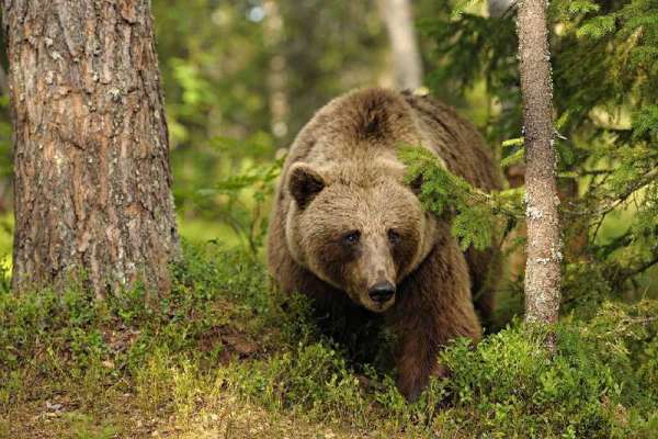 В Саяно-Шушенском заповеднике подсчитали медведей