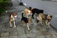 За полгода от бездомных собак в Саяногорске пострадало более ста человек