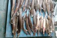 На севере Красноярского края браконьер наловил рыбы на сумму более 1 млн рублей