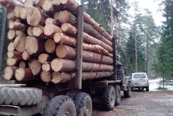 В Шушенском районе предпринимателю запретили вырубать лес