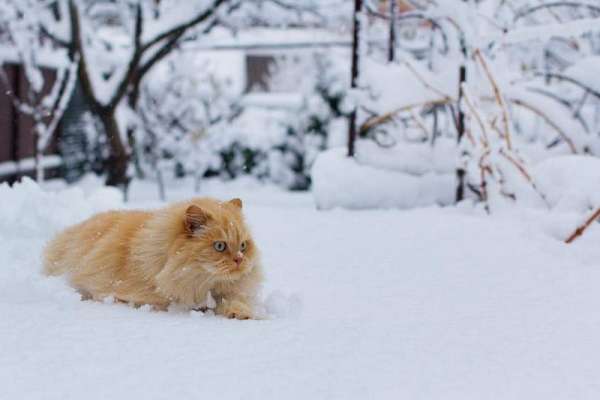 Февраль в Красноярском крае ожидается очень снежным