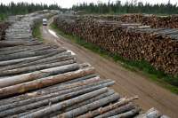 В России могут полностью запретить экспорт леса в Китай