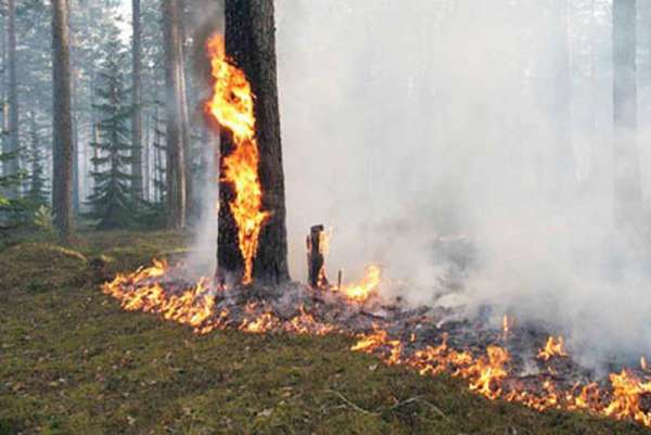 В тайге Идринского района потушили пожар