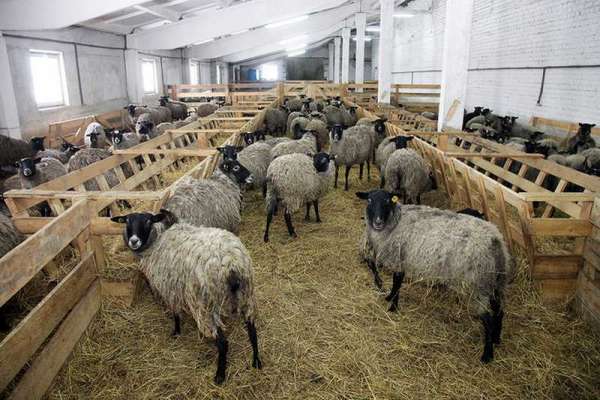 Поголовье коз и овец в Туве вырастет на полмиллиона единиц