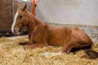 В Минусинском районе у лошадей выявили инфекционную анемию, введен карантин