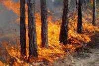 В Каратузском районе горело 2 га леса