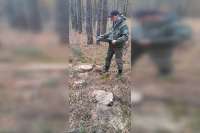 В лесу под Минусинском очевидцы обнаружили незаконную рубку сосен